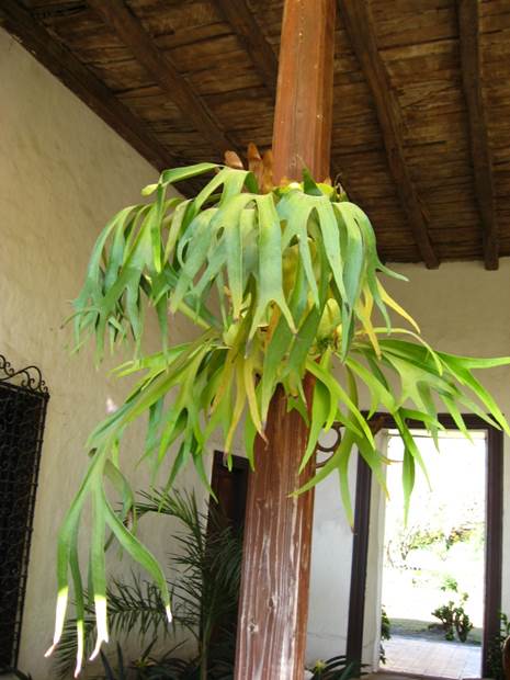 Descripción: F:\JM-disco duro\Vasculares x familia-todas\Pteridofita\HELECHOS EXOTICOS\Platyceruim sp (3) FJA.jpg