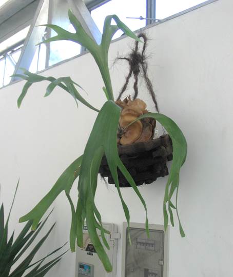 Descripción: F:\JM-disco duro\Vasculares x familia-todas\Pteridofita\HELECHOS EXOTICOS\Platyceruim sp (5) FJA.jpg