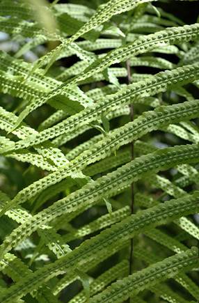 Descripción: http://www.taxateca.com/images/dominioeukaryota/Reinoplantae/filomonilophyta/clasepolypodiopsida/ordenpolypodiales/especies/g/goniophlebium_subauriculatum2.jpg