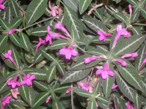 Descripcin: Patricia Lpez Diseo Floral - Floristera en Aover de Tajo