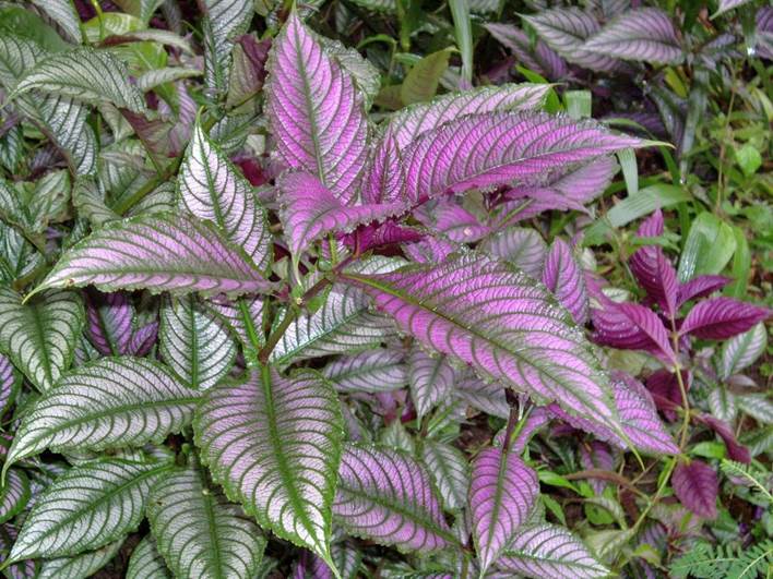 Descripción: F:\JM-disco duro\Vasculares x familia-todas\FOTOS\FOTOS CARPETAS DISCO ORIGINAL (SIN ORDEN)\FOTOS Y ARTICULOS SIN ORDENAR\Strobilanthes dyeriana Mast. Foto Christian Defferrard 332.jpg