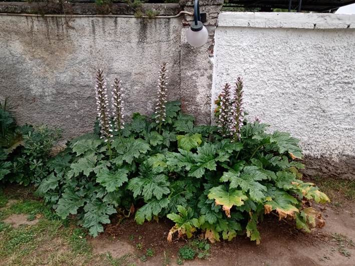 Descripci�n: D:\flores x genero\Ornamentales varias\Ornamentales\Angio Dicots\acanthus mollis (1).jpg