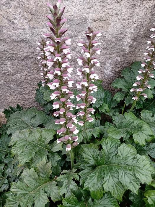 Descripci�n: D:\flores x genero\Ornamentales varias\Ornamentales\Angio Dicots\acanthus mollis (2).jpg