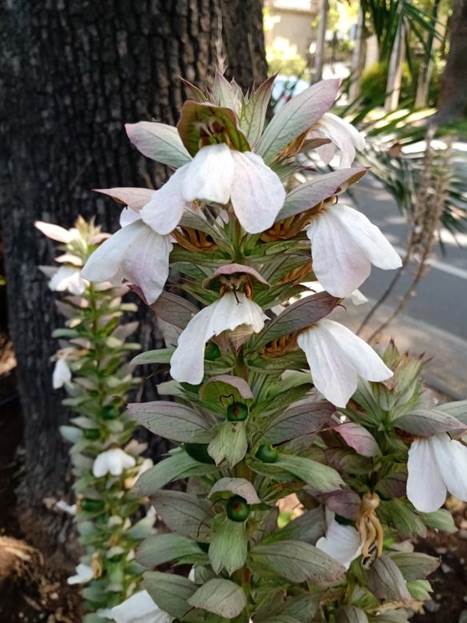 Descripci�n: D:\flores x genero\Ornamentales varias\Ornamentales\Angio Dicots\acanthus mollis (8).jpg