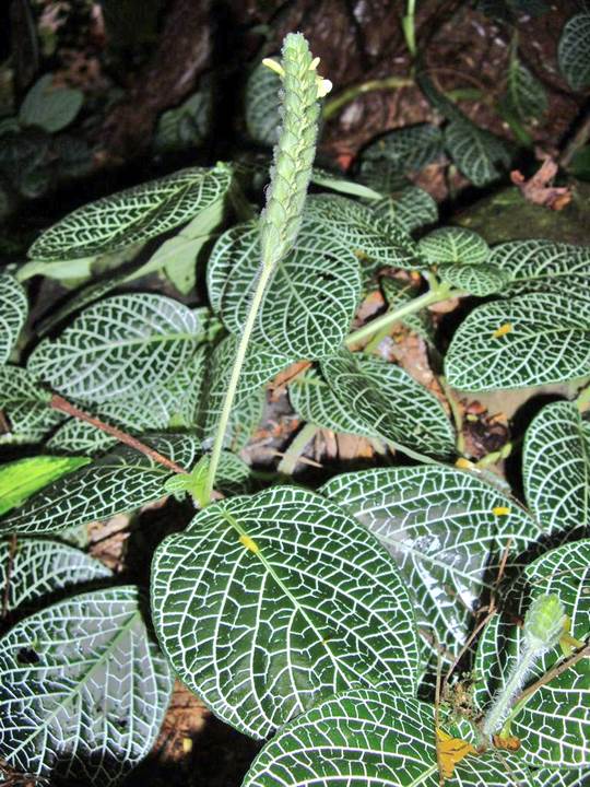 Descripci�n: F:\JM-disco duro\Vasculares x familia-todas\FOTOS\FOTOS  CARPETAS DISCO ORIGINAL (SIN ORDEN)\FLORA DE TODO  (Guardado Disc. Duro Externo)  DCJMB433\Fittonia albivenis (Lindl. ex Veitch) Brummitt   Foto Christian  Defferrard   4476.jpg