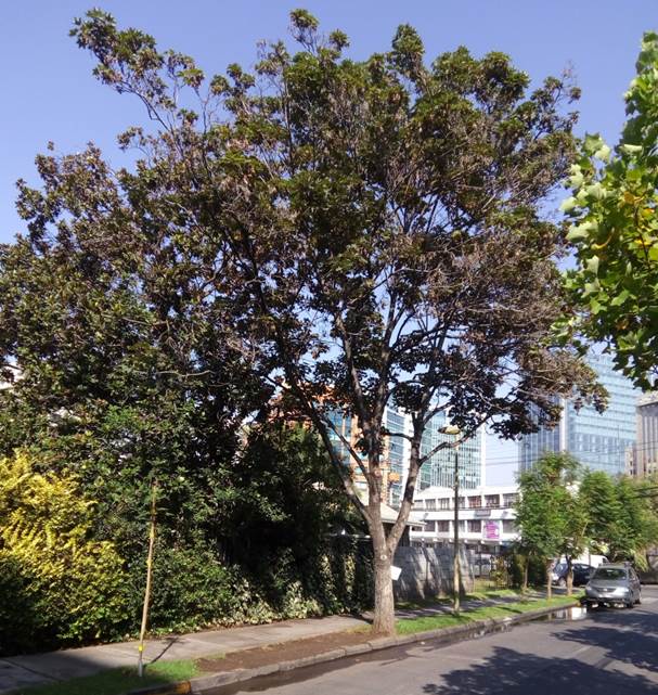 Descripci�n: D:\flores x genero\Ornamentales varias\Ornamentales\Angio-Dic-A-c\Acer\Acer pseudoplatanus 953.jpg