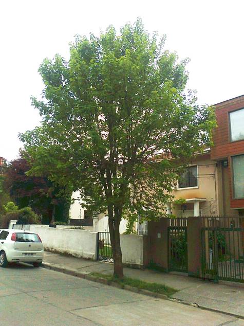 Descripci�n: D:\flores x genero\Ornamentales varias\Ornamentales\Angio-Dic-A-c\Acer\acer pseudoplatanus Foto0274.jpg