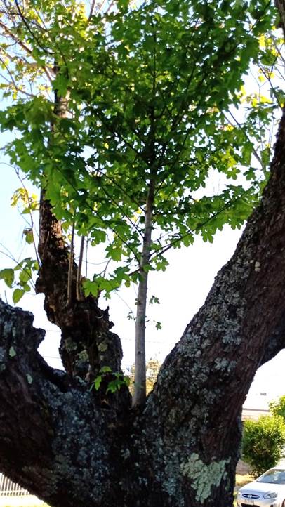 Descripci�n: D:\flores x genero\Ornamentales varias\Ornamentales\Angio-Dic-A-c\Acer\acer pseudoplatanus epifito.jpg