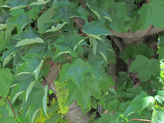 Descripci�n: D:\flores x genero\Ornamentales varias\Ornamentales\Angio-Dic-A-c\Acer\Acer pseudoplatanus.JPG