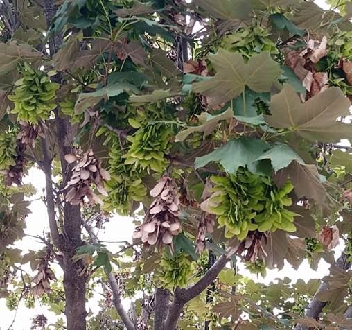 Descripci�n: D:\flores x genero\Ornamentales varias\Ornamentales\Angio-Dic-A-c\Acer\acer pseudoplatanus (3).jpg