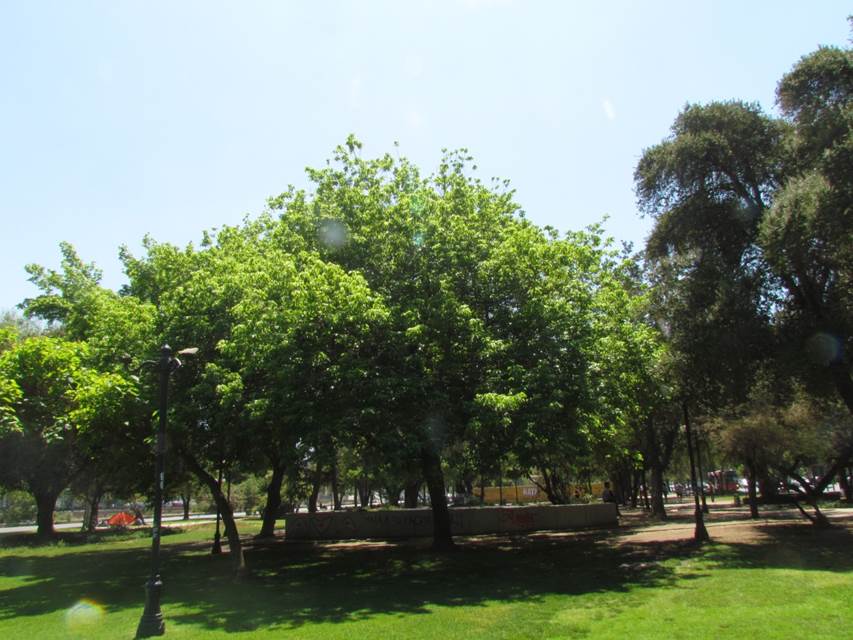 Descripción: D:\flores x genero\Ornamentales varias\Ornamentales\Angio-Dic-A-c\Acer\Acer negundo (1).JPG