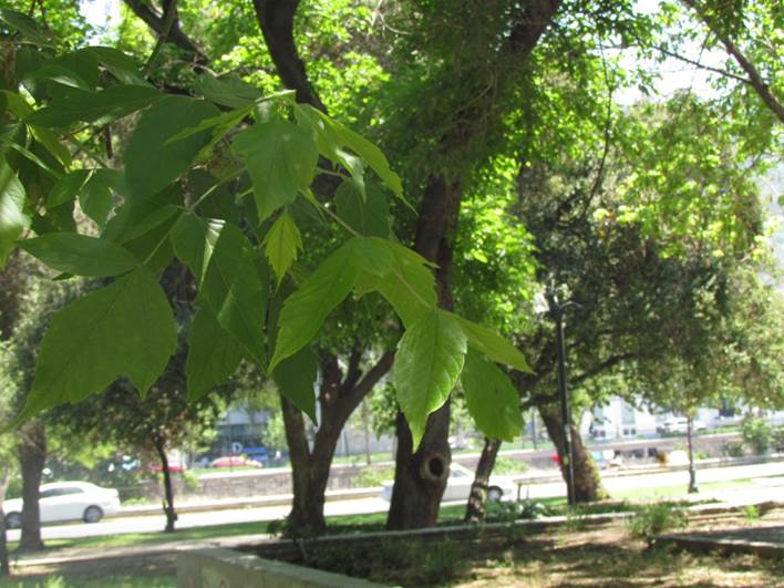 Descripción: D:\flores x genero\Ornamentales varias\Ornamentales\Angio-Dic-A-c\Acer\Acer negundo (4).JPG