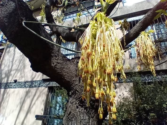 Descripción: D:\flores x genero\Ornamentales varias\Ornamentales\Angio-Dic-A-c\Acer\Acer negundo (8).jpg