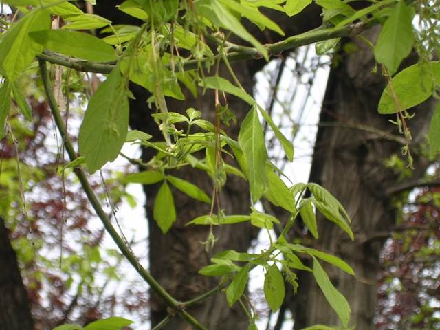 Descripción: D:\flores x genero\Ornamentales varias\Ornamentales\Angio-Dic-A-c\Acer\acer negundo hembra.JPG