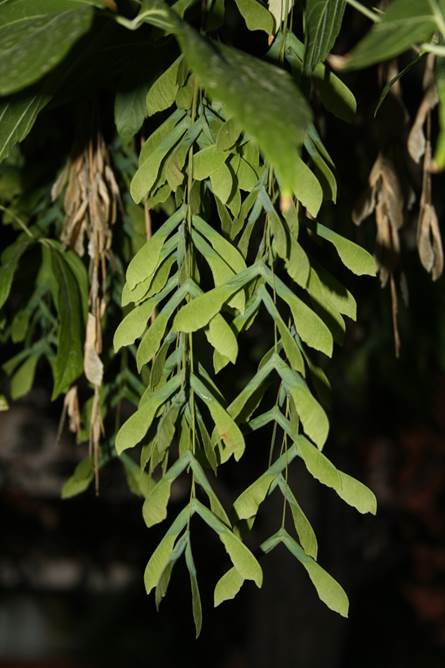 Descripción: F:\ACERACEAE\Acer negundo FJMB (1).JPG