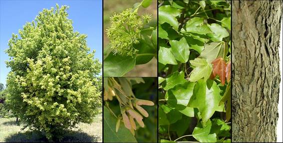 Detalle de las hojas, frutos y corteza