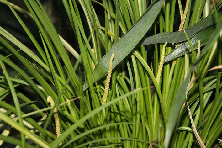 Descripción: F:\JM-disco duro\Vasculares x familia-todas\angiospermas-fotos-icon-textos\ACORACEAE\Acorus gramineus variegatus FJMB (2).JPG