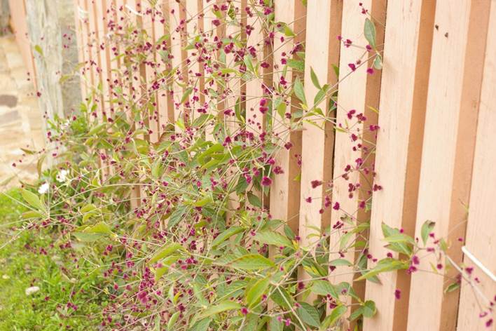 Descripción: D:\flores x genero\Ornamentales varias\Ornamentales\Angio Dicots\alternanthera porrigens (10).JPG