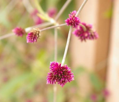 Descripción: D:\flores x genero\Ornamentales varias\Ornamentales\Angio Dicots\alternanthera porrigens (15).JPG