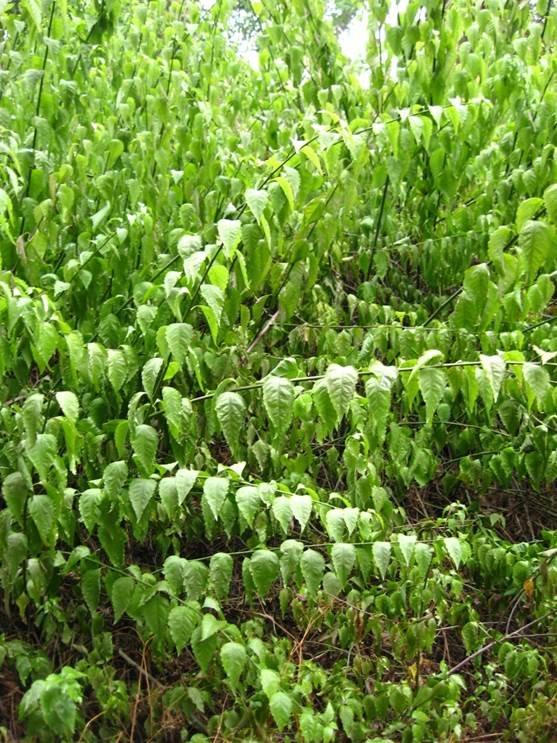 Descripción: F:\JM-disco duro\Vasculares x familia-todas\angiospermas-fotos-icon-textos\AMARANTHACE NATIVAS Y EXOTICAS\Bosea amherstiana FJA (1).jpg