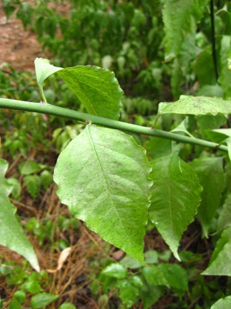 Descripción: F:\JM-disco duro\Vasculares x familia-todas\angiospermas-fotos-icon-textos\AMARANTHACE NATIVAS Y EXOTICAS\Bosea amherstiana FJA (2).jpg