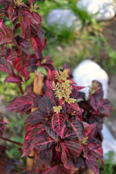 Descripci�n: F:\JM-disco duro\Vasculares x familia-todas\angiospermas-fotos-icon-textos\AMARANTHACE NATIVAS  Y  EXOTICAS\Iresine herbstii Foto Hotel Michell  FJMB.JPG