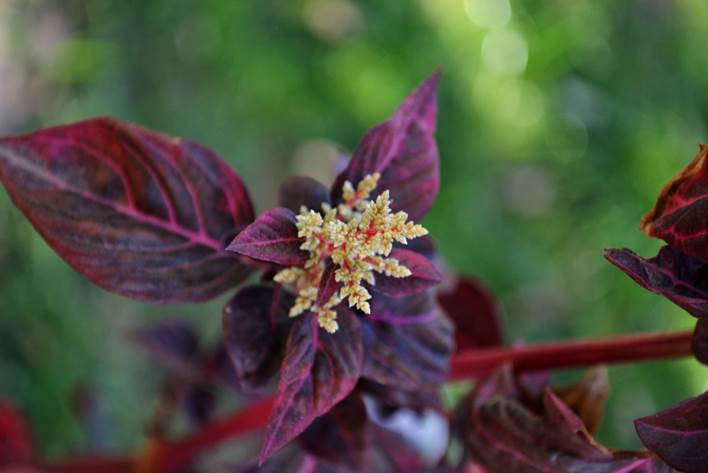 Descripci�n: F:\JM-disco duro\Vasculares x familia-todas\angiospermas-fotos-icon-textos\AMARANTHACE NATIVAS  Y  EXOTICAS\Iresine herstii  Origen Mesoam�rica  Foto Hotel Michell  FJMB.JPG