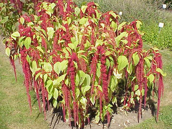 Descripci�n: Amaranthus caudatus1.jpg