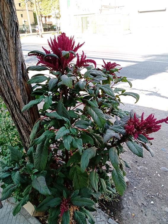 Descripción: D:\flores x genero\Ornamentales varias\Ornamentales\Angio Dicots\Amaranthus paniculatus (2).jpg