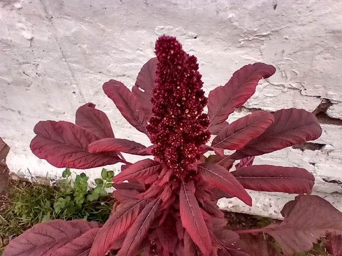 Descripción: D:\flores x genero\Ornamentales varias\Ornamentales\Angio Dicots\amaranthus paniculatus (5).jpg