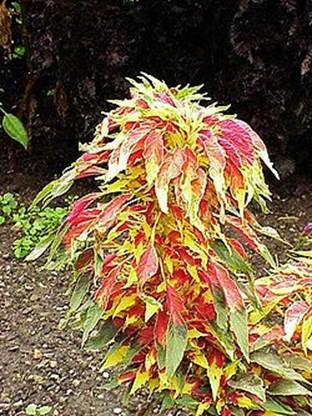 Descripci�n: Amaranthus tricolor6.jpg