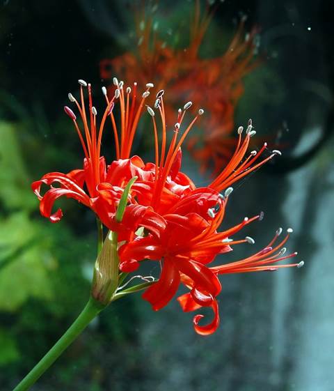 Descripci�n: Nerine Sarniensis Bloom.jpg