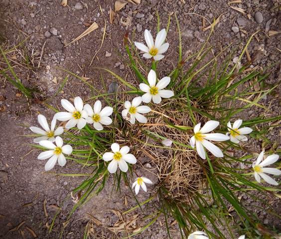 Descripci�n: D:\flores x genero\Ornamentales varias\Ornamentales\Angio Monocots\Zephyranthes\zephyranthes candicans 1.jpg
