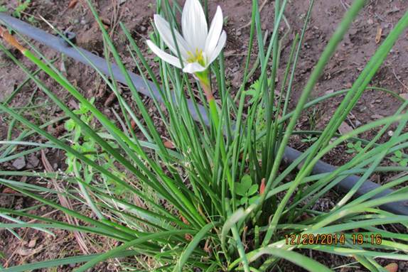 Descripci�n: F:\AMARYLLIDACE  EXOTICAS\Zephyranthes candida (Lindl.) Herb.    San Cristobal por Pedro de Valdivia 27 de Diciembre 2014.JPG