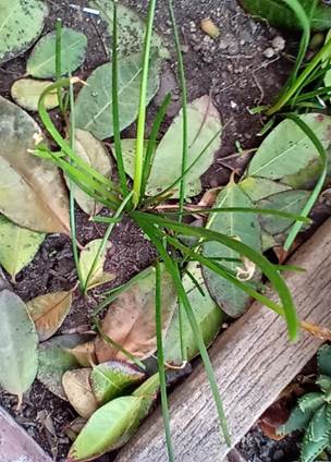 Descripci�n: D:\flores x genero\Ornamentales varias\Ornamentales\Angio Monocots\Zephyranthes\zephyranthes albicans (5).jpg