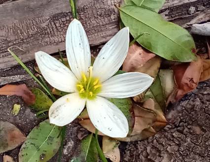 Descripci�n: D:\flores x genero\Ornamentales varias\Ornamentales\Angio Monocots\Zephyranthes\zephyranthes albicans (7).jpg