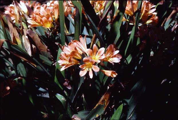 Descripción: F:\AMARYLLIDACE EXOTICAS\Clivia miniata FJMB.jpg