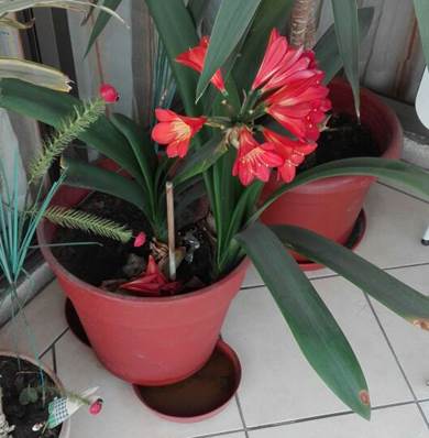 Descripción: D:\flores x genero\Ornamentales varias\Ornamentales\Angio Monocots\Clivia\clivia miniata.jpg