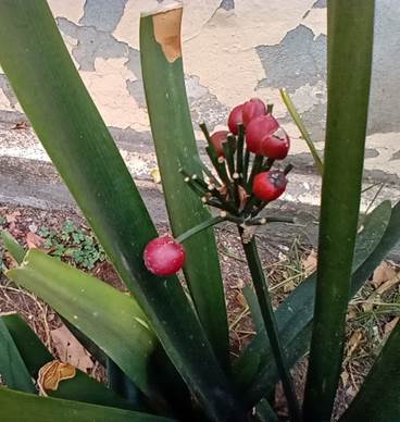 Descripción: D:\flores x genero\Ornamentales varias\Ornamentales\Angio Monocots\Clivia\clivia miniata (1).jpg