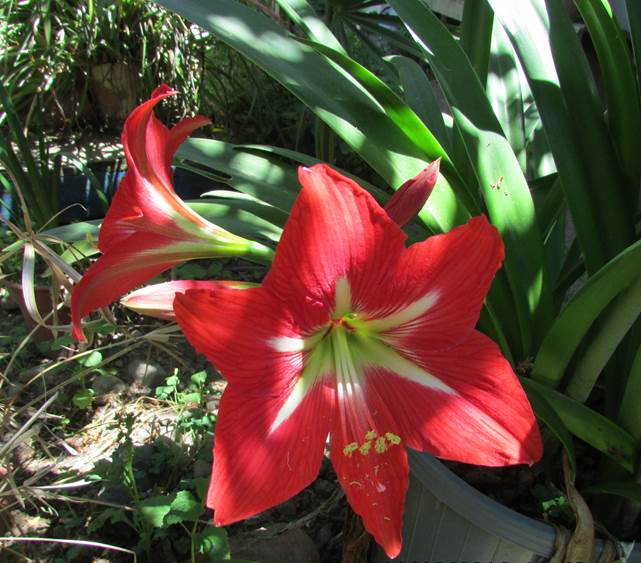Descripción: G:\AMARYLLIDACE EXOTICAS\Amaryllis Foto Marta Morales Codegua Nov. 2014 (4).JPG