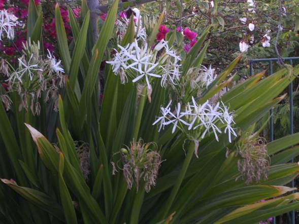 Descripción: D:\flores x genero\Ornamentales varias\Ornamentales\Angio Monocots\crinum\crinum asiaticum 2 (2).JPG