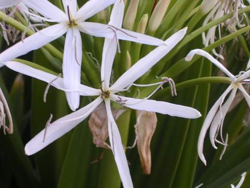 Descripción: D:\flores x genero\Ornamentales varias\Ornamentales\Angio Monocots\crinum\crinum asiaticum 2 (1).JPG