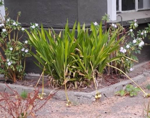 Descripción: D:\flores x genero\Ornamentales varias\Ornamentales\Angio Monocots\crinum\crinum asiaticum fruto (4).jpg