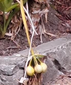 Descripci�n: D:\flores x genero\Ornamentales varias\Ornamentales\Angio Monocots\crinum\crinum asiaticum fruto (1).jpg