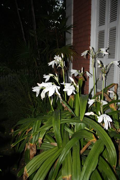 Descripción: D:\PUBLIC\trabajandolos\Enciclopedia exoticas\enciclopedia 2022 Josefa y Valentina\vale walder-21-11\AMARYLLIDACE EXOTICAS - copia\Crinum x powellii FJMB (1).JPG