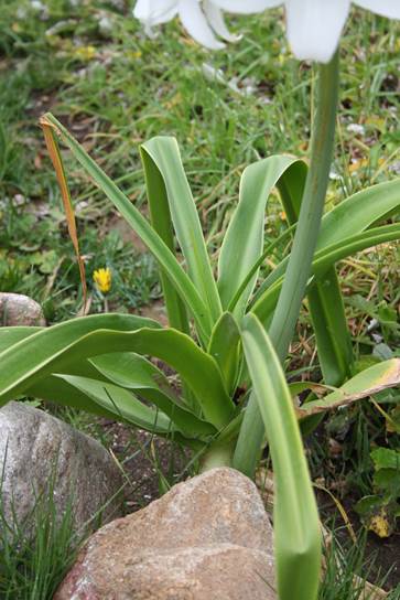 Descripción: D:\PUBLIC\trabajandolos\Enciclopedia exoticas\enciclopedia 2022 Josefa y Valentina\vale walder-21-11\AMARYLLIDACE EXOTICAS - copia\Crinum x powellii Camping Morrillos 16 Nov. 2012 FJMB (2).JPG