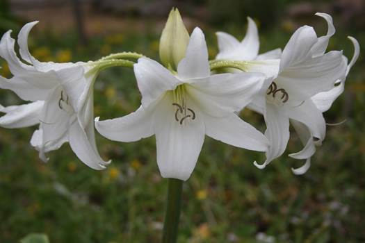 Descripción: D:\PUBLIC\trabajandolos\Enciclopedia exoticas\enciclopedia 2022 Josefa y Valentina\vale walder-21-11\AMARYLLIDACE EXOTICAS - copia\Crinum x powellii Camping Morrillos 16 Nov. 2012 FJMB (4).JPG