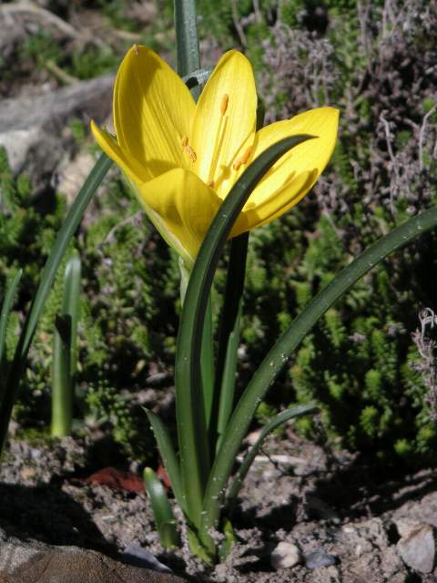 Descripción: Descripción: https://upload.wikimedia.org/wikipedia/commons/4/49/Sternbergia_lutea_MILAN.jpg