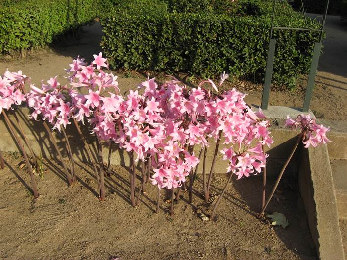 Descripci�n: D:\PUBLIC\trabajandolos\Enciclopedia exoticas\enciclopedia 2022 Josefa y Valentina\vale walder-21-11\AMARYLLIDACE  EXOTICAS - copia\Amaryllis belladonna   FJA (3).jpg