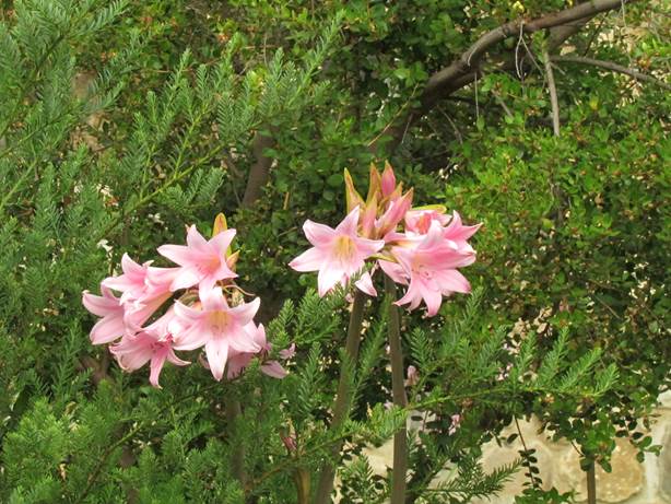 Descripci�n: D:\flores x localidad\floraxlocalidad\Metropolitana\Caj�n del maipo\cajon maipo-El canelo 2011-flora y paisajes\IMG_5751 amaryllis belladonna.JPG